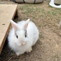Lapin nain angora #1