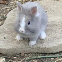 Lapin nain angora #0