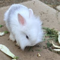 Lapin nain angora #3