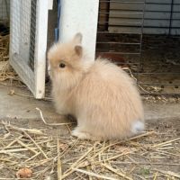 Lapin nain angora #4
