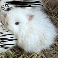 Lapin nain angora #7