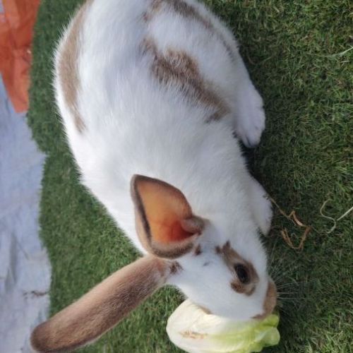 Lapin papillon femelle 3 mois #0