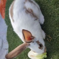 Lapin papillon femelle 3 mois