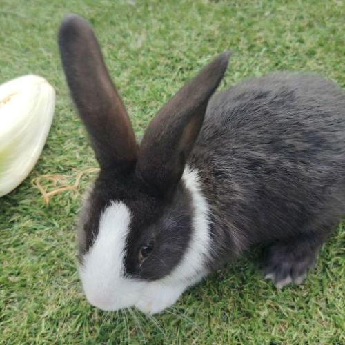 Lapin papillon de 2 mois #2