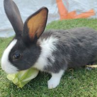 Lapin papillon de 2 mois