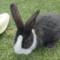 Lapin papillon de 2 mois #2