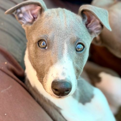 Whippet lof bleu