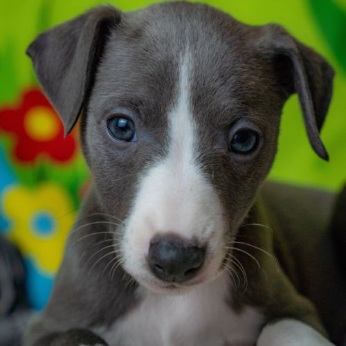 Whippet lof bleu #2