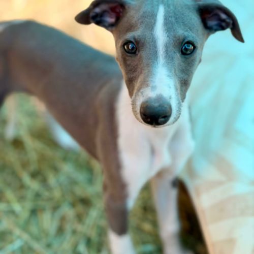 Whippet lof bleu #6
