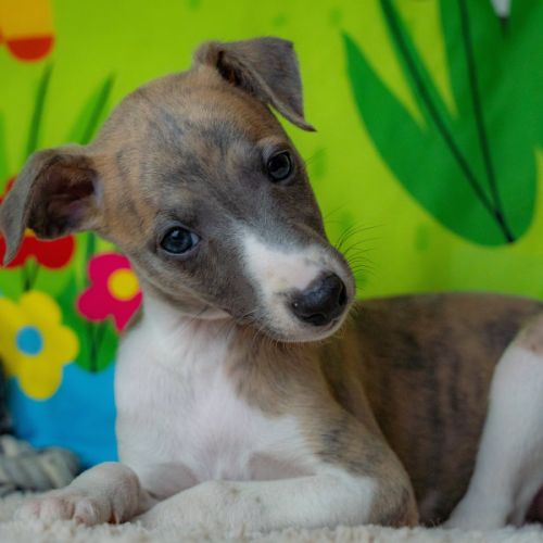 Whippet lof bleu