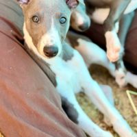 Whippet lof bleu #4
