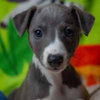 Whippet lof bleu #1