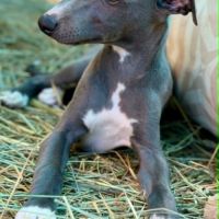 Whippet lof bleu #5