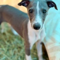 Whippet lof bleu #6