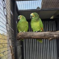 Couple reproducteur amazone a front bleu