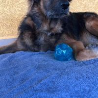 Bobby, le tendre timide #7