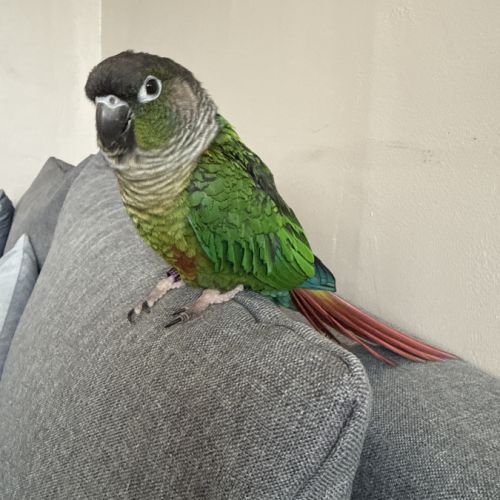 Conure femelle 5 ans #0