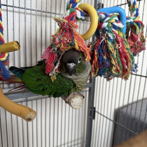 Conure femelle 5 ans #2
