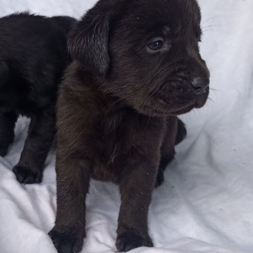 Chiots labrador #1
