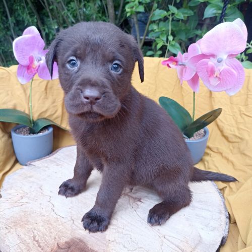 Chiots labrador #2