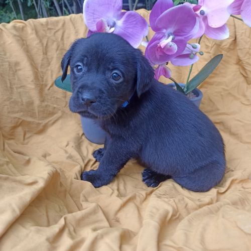 Chiots labrador #3