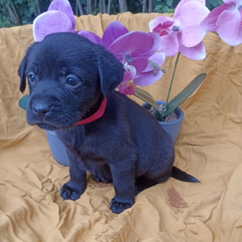 Chiots labrador #0