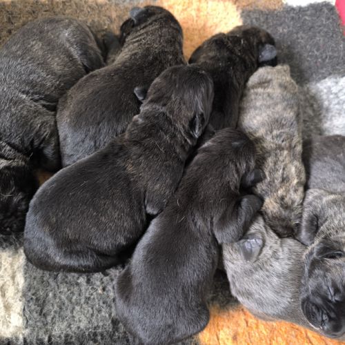 Adorables chiots cane corso #0