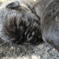 Adorables chiots cane corso #1