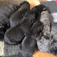 Adorables chiots cane corso