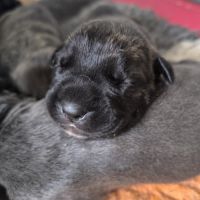 Adorables chiots cane corso #3