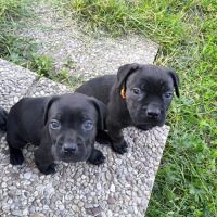 Adorables chiots cane corso