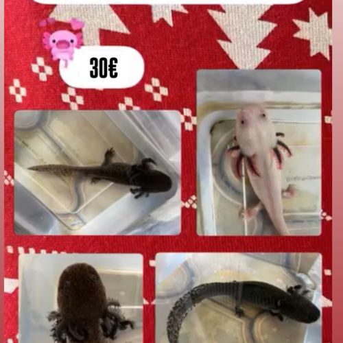 Femelles axolotls