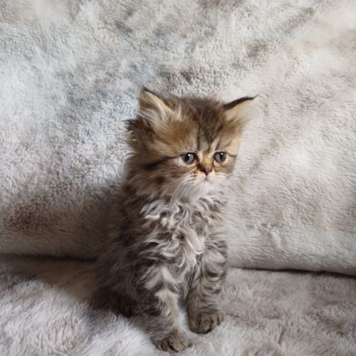 Magnifiques chatons type persan #3