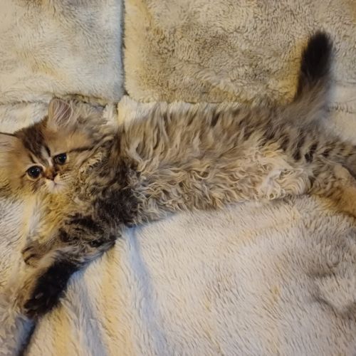 Magnifiques chatons type persan #1