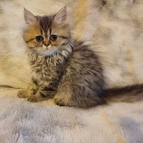 Magnifiques chatons type persan #3