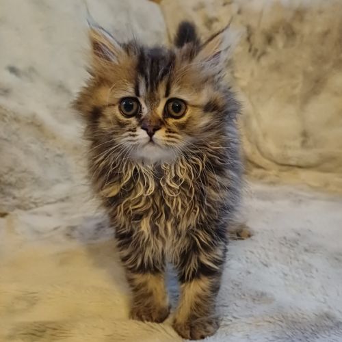 Magnifiques chatons type persan #4