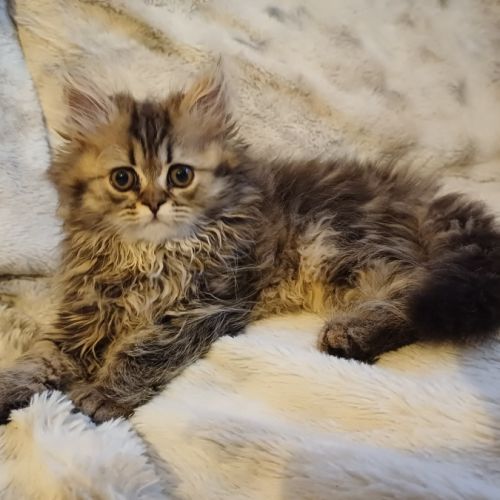 Magnifiques chatons type persan #5