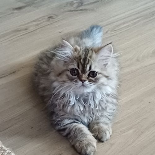 Magnifiques chatons type persan