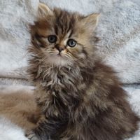Magnifiques chatons type persan #1