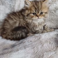 Magnifiques chatons type persan #0