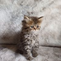 Magnifiques chatons type persan #3