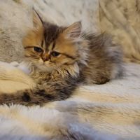 Magnifiques chatons type persan #2