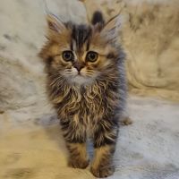 Magnifiques chatons type persan #4