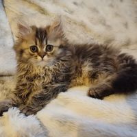 Magnifiques chatons type persan #5