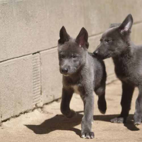 Chiens loups xawd #3