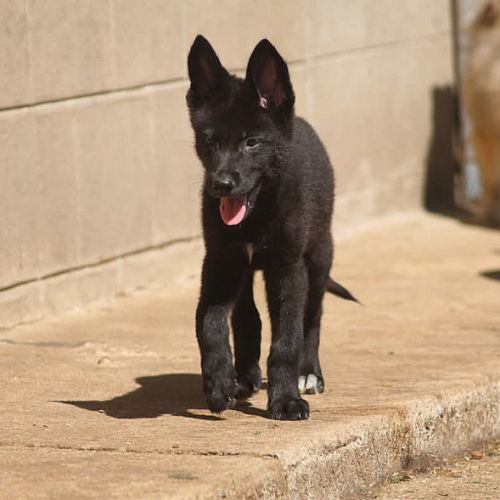Chiens loups xawd #4