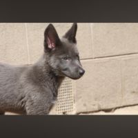 Chiens loups xawd #0