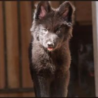 Chiens loups xawd #2