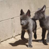 Chiens loups xawd #3