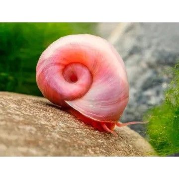 Planorbe/escargot rose #0